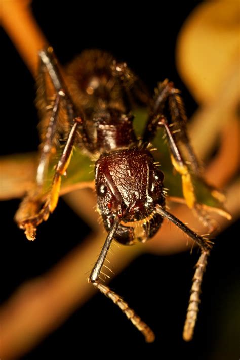 Bullet Ant Paraponera Clavata Answering To Any Number Of Flickr