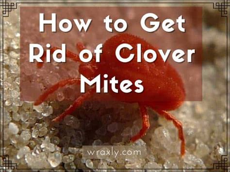 How To Get Rid Of Clover Mites Wraxly