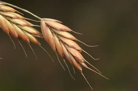 http://botarela.fr/Poaceae/Taxons/Bromus secalinus.html