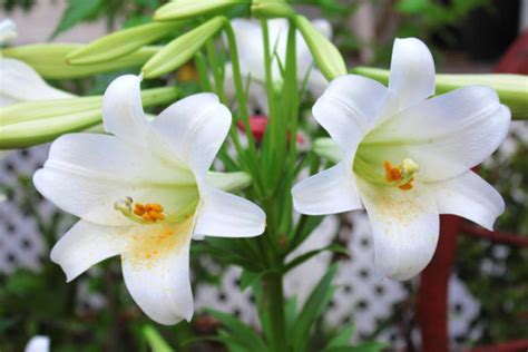 Easter Lily How To Take Care And Regrow Easter Lily Outside Livinghours