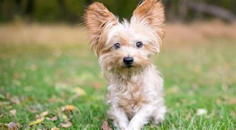 20 Best Yorkie Mixes You Need In Your Life Pettime