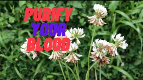 The Benefits And Uses Of White Clover Herb Youtube