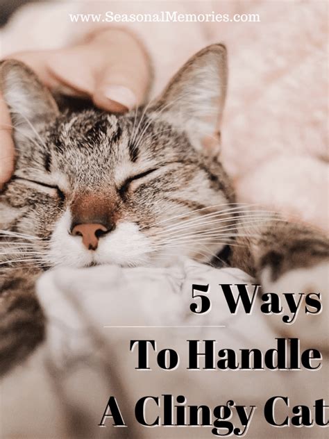 5 Ways To Deal With A Clingy Cat
