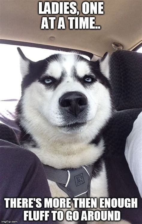 40 Pictures Of Cute And Funny Husky Facial Expressions Tail And Fur