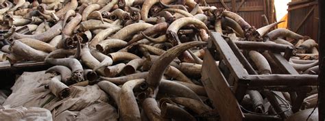 Crushing The Illegal Ivory Trade One Market At A Time Eia Us