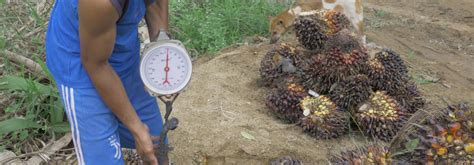 Inilah harga tandan buah segar (tbs) di riau, harga buah sawit per kilo hari ini, harga cpo sawit dunia terbaru. Peluang dan Tantangan Harga TBS Petani Sawit Swadaya di ...