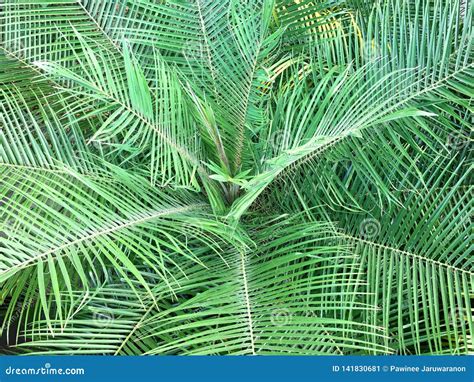 Royal Palms Frond Leaves Background Tropical Leaves Pattern Jungle