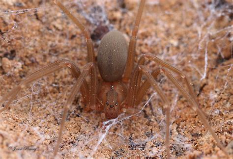 Texas Recluse Spider Loxosceles Devia Bugguidenet