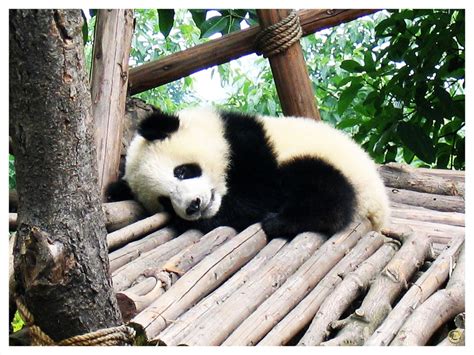 Pandas - Baby Pandas Fan Art (34461538) - Fanpop