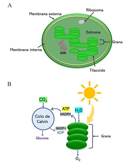 Organelos En La Fotosintesis