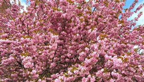 Kwanzan Cherry Trees Care Issues Pruning Guide And More Rennie Orchards