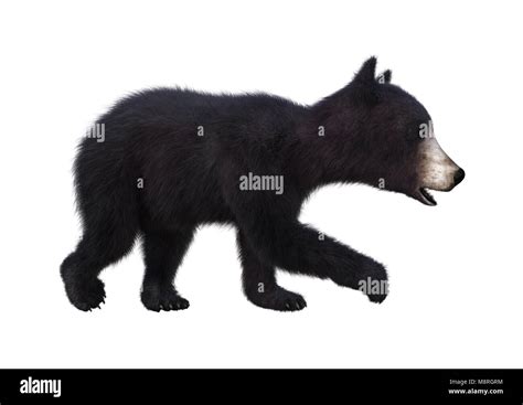 3d Rendering Of A Black Bear Cub Isolated On White Background Stock