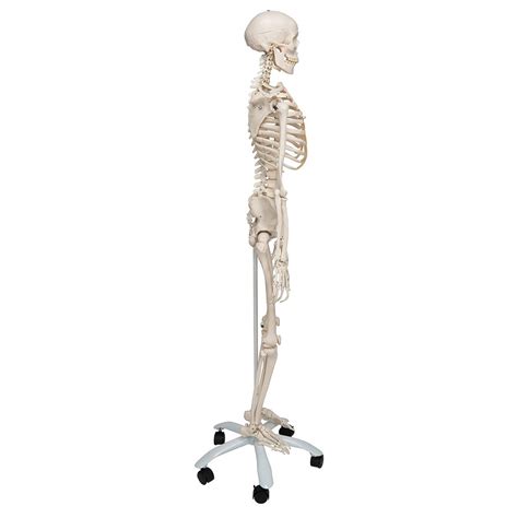 3b Scientific A10 Stan The Standard Skeleton W Pelvic Mounted Roller