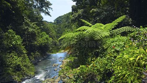 Picture Of Waterfall With Rocks Among Tropical Jungle With Green Plants