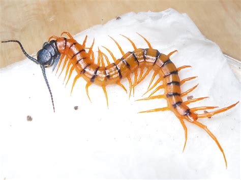 Scolopendra Subspinipes De Haani Cherry Red Arachnoboards