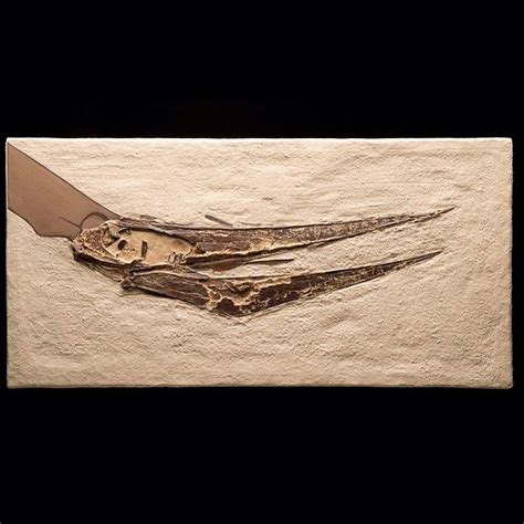Pterosaur Fossils Are Very Rarepteranodon Was One Of The Largest Species Of Pterosaurs And Had