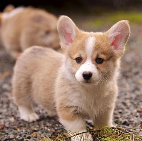 View the cutest and most interesting welsh corgi pictures on the internet on az animals. Tan and white Welsh Corgi pictures.JPG Hi-Res 720p HD