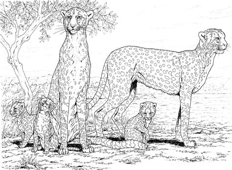 Top 20 Printable Cheetah Coloring Pages Online Coloring Pages