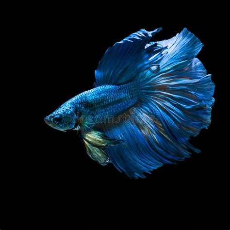 Betta Fish Stock Photo Image Of Blue Fish Betta Fighting 21982778