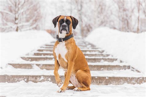Are Boxer Dogs Trainable