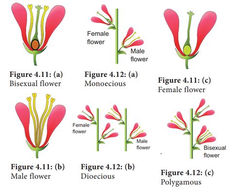 White Flower Chart Hot Sex Picture