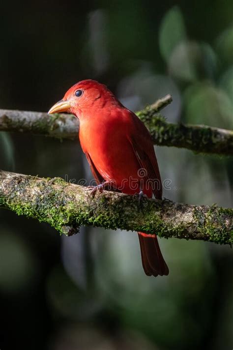 Red Tanager In Green Vegetation Stock Photo Image Of Fauna Natur