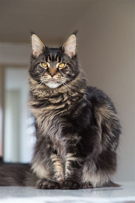 pin  maine coon cats
