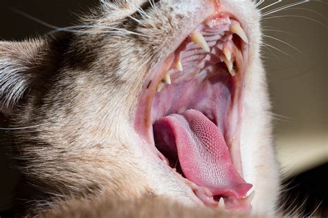 Cat Losing Teeth And Drooling Cat Meme Stock Pictures And Photos