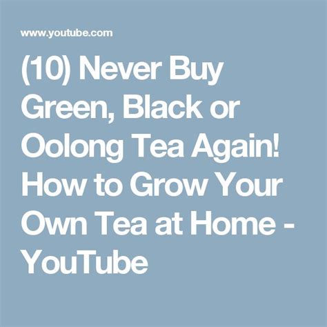 10 Never Buy Green Black Or Oolong Tea Again How To Grow Your Own