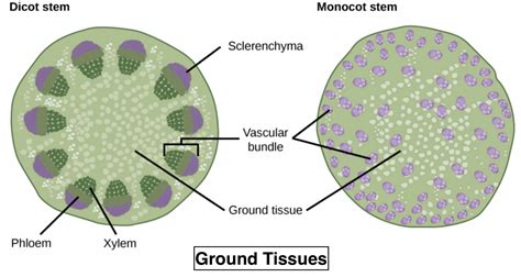 Ground Tissue Includes A All Tissues Internal To Endodermis Class 11