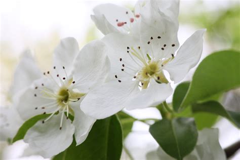Pear Flowers Blossom Spring Leaves Tree Macro Wallpapers Hd