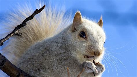 Download Wallpaper 1600x900 Squirrel Face Sky Background Widescreen