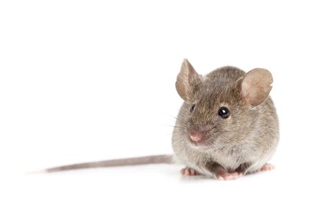 Not many individuals utilize this sort of snare since it can just device one rodent at any given moment and others simply believe its low on the humankind scale. Rodent - Pest Control | Griffin Pest