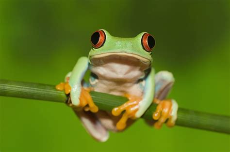 Frog Wallpaper Hd Download