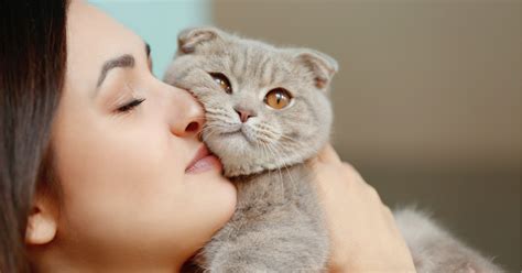 Should I Get A Cat? - Quiz - Quizony.com
