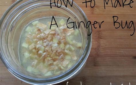 Ginger Bug Make Your Own Fermented Sodas Herbal Tinctures Herbalism