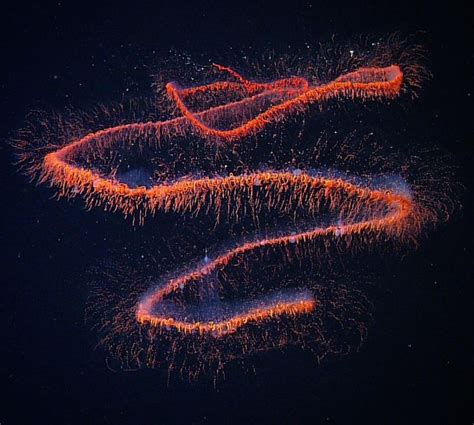 Siphonophore Deep Sea Creatures Deep Sea Life Monterey Bay Aquarium