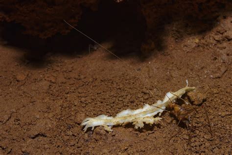 They seem to be multiplying. cave cricket control and treatments for the home yard and ...