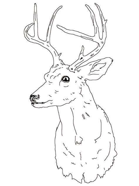 White tailed deer by barbara keith : Sketches | Chris Lattanzio