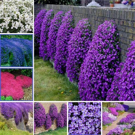 Where can i find creeping thyme? Creeping Thyme Seeds, Rock Cress Plant, 100pcs/pack ...