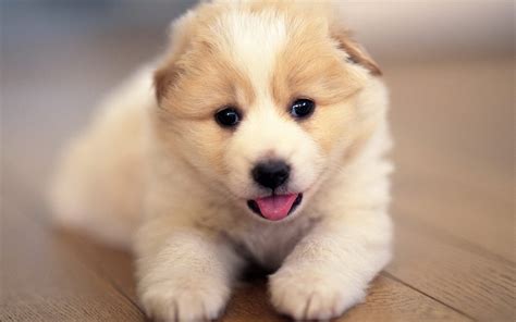 Cute Puppies Puppies Wallpaper 22040882 Fanpop