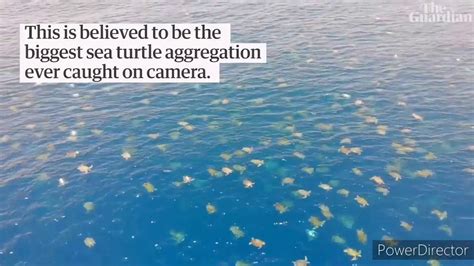 Great Barrier Reef Drones Footage Allows Researchers To Count 64000