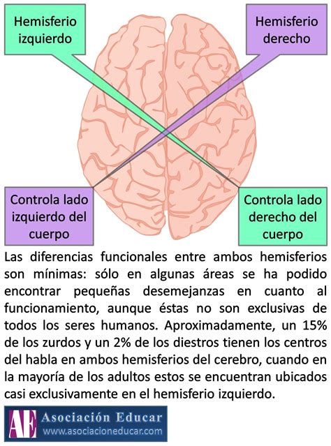 Infografía Neurociencias Hemisferios cerebrales Material de uso libre