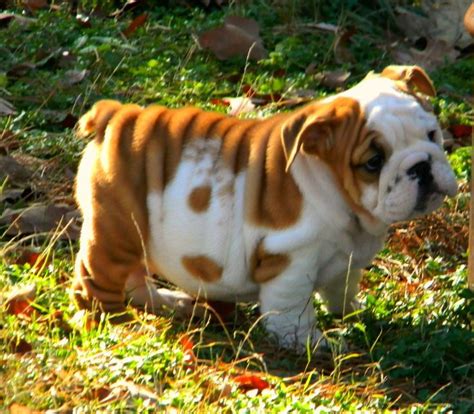 Chubby puppies & friends are stumbling, fumbling, tumbling cuteness you'll fall for! 1537 best Bulldog Puppies images on Pinterest | English bulldogs, Baby bulldogs and English ...
