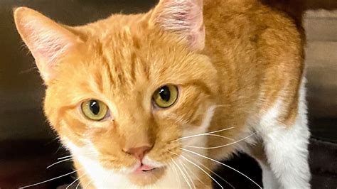 Advertise your cats for free! 80 orange cats rescued from house are up for adoption in ...