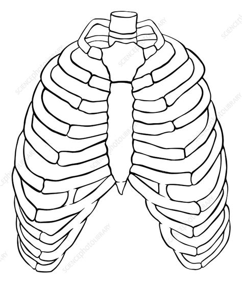 Anterior Ribs Illustration Stock Image C0438245 Science Photo