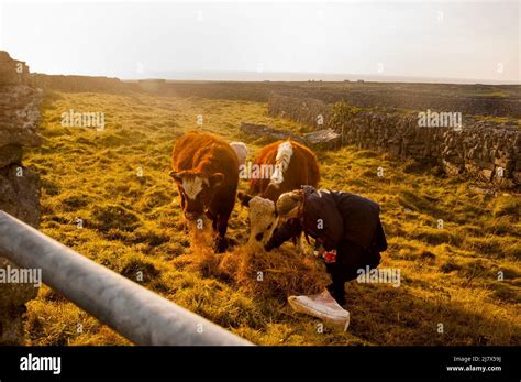 An Inishmaan Farm And Feeding Her Cows As The Sun Sets On This Remote