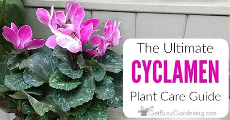 These cactus garden ideas come from spaces across southern california designed by cactus store in l.a.—including an exclusive look at john in addition to selling cacti and cactus paraphernalia, the team at the cactus store in los angeles has designed xeric gardens throughout southern california. Cyclamen Plant Care Guide (How To Care And Look After ...