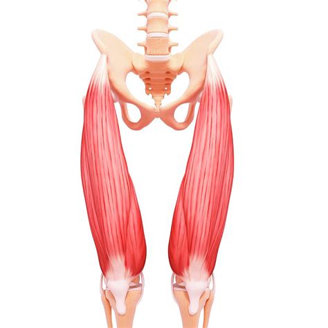 Human Leg Musculature Photograph By Pixologicstudioscience Photo