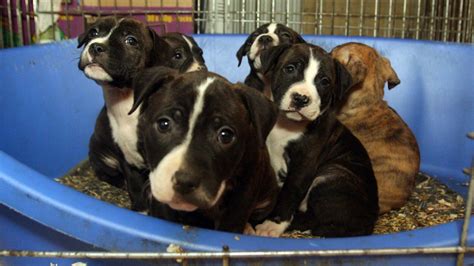 Pitbull puppies for sale craigslist near me. American Bully For Sale Craigslist Colorado